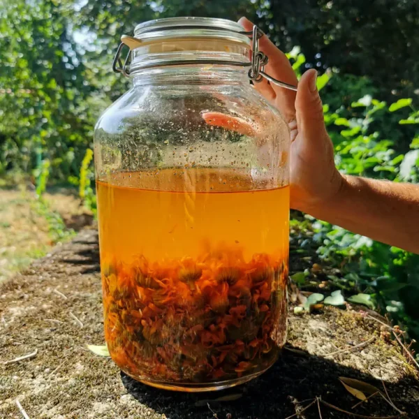 Macérat huileux de calendula